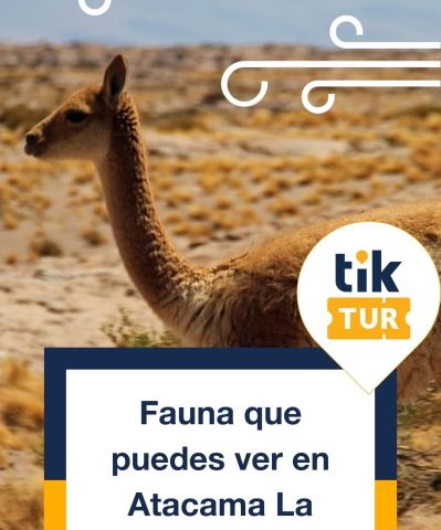Fauna que puedes ver en Atacama La Grande